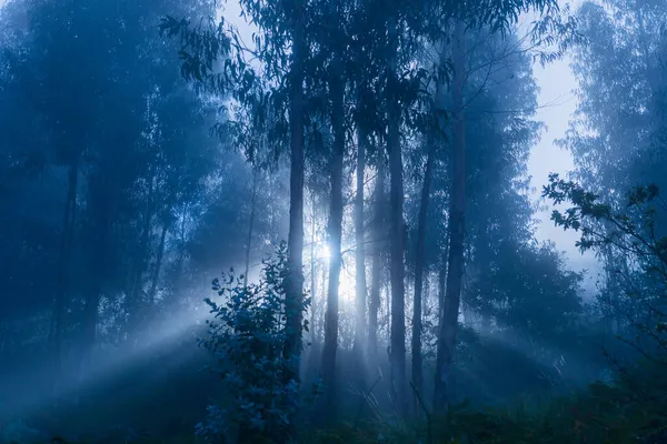 Mist Het Bos Het Portugese Nationale Park Geres Portugal — Stockfoto