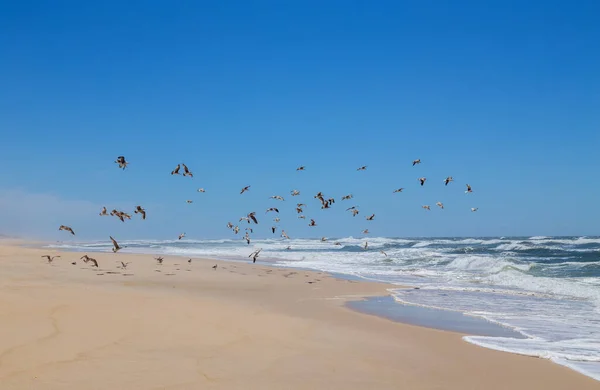 Gaivotas Praia Vazia Perto São Martinho Porto Portugal — Fotografia de Stock