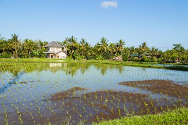 Bali, Endonezya ve Asya 'daki pirinç tarlalarının görüntüsü