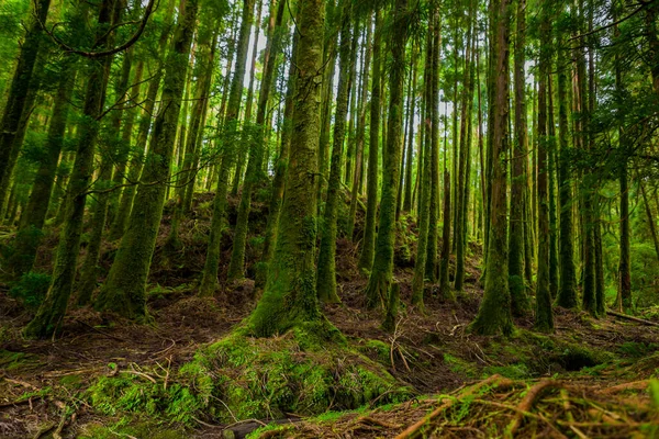 Mistico Terreno Boschivo Verde Con Radici Nella Lagoa Canario Sao — Foto Stock