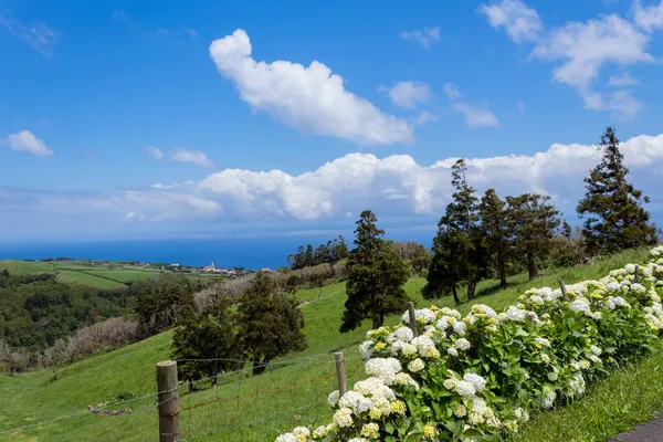 Krásné Řady Květin Hortenzie Severním Pobřeží Flores Azory Portugalsko — Stock fotografie