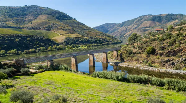 Portekiz Tua Köyü Yakınlarındaki Teraslı Üzüm Bağlarıyla Douro Vadisi Nehrin — Stok fotoğraf