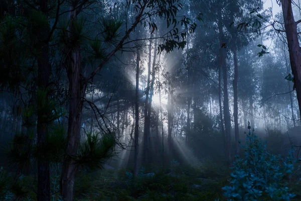 Nevoeiro Floresta Parque Nacional Português Geres Portugal — Fotografia de Stock