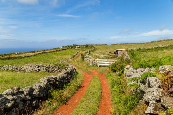 Paisagem Pasto Verde Prados Ilha São Jorge Açores Portugal — Fotografia de Stock