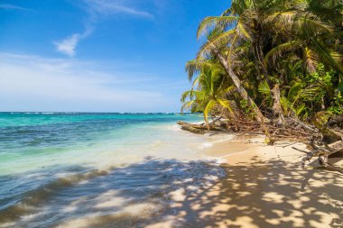 Panama 'da ağaçları olan tropik okyanus plajı