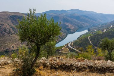 Nehir Douro Coa Nehri'nin ağzında yanında. Vila Nova de Foz Coa Belediyesi. Douro bölge.
