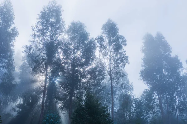 Nebel Wald Portugiesischen Nationalpark Geres Portugal — Stockfoto