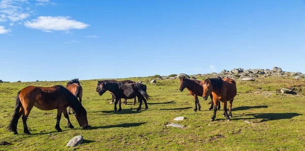 Wild Horses Pasturing Mountains North Portugal Serra Geres — Stock Photo, Image