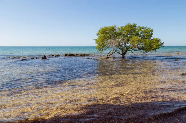 Baum Wasser Strand Mosambik — Stockfoto