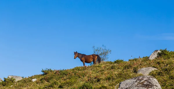 Divoký Kůň Pasoucí Horách Severu Portugalska Serra Geres — Stock fotografie