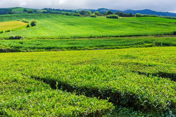 Blick Auf Teeplantagen Gorreana Die Älteste Und Einzige Teeplantage Europas — Stockfoto