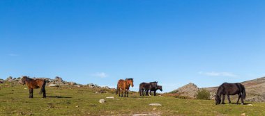 Portekiz 'in kuzeyindeki dağlarda vahşi atlar otluyor. Serra do Geres