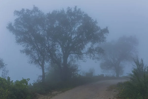 Nebbia Nella Foresta Nel Parco Nazionale Portoghese Geres Portogallo — Foto Stock