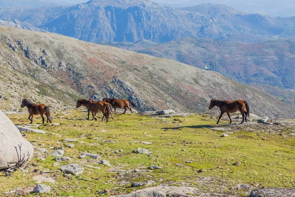 Horses Pasturing Mountains North Portugal — Stock Photo, Image