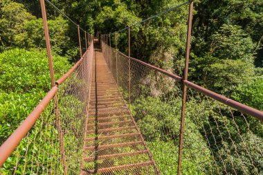Panama ormanında eski asılı köprü