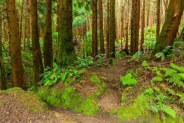 Mistico Terreno Boschivo Verde Con Radici Nella Lagoa Canario Sao — Foto Stock