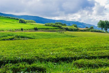 Gorreana 'daki çay tarlalarına bak. Avrupa 'nın en eski ve tek çay çiftliği Sao Miguel Adası, Azores, Portekiz
