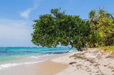 Panama 'da ağaçları olan tropik okyanus plajı