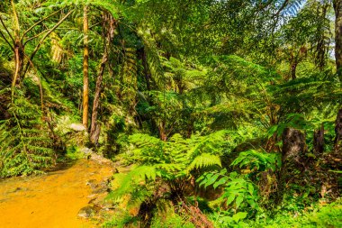 Caldeira Velha, ribeira grande, Natural Spa, Sao Miguel, Azores, Portekiz