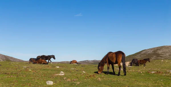 Wild Horses Pasturing Mountains North Portugal Serra Geres — Stock Photo, Image