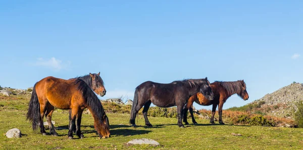 Wild Horses Pasturing Mountains North Portugal Serra Geres — Stock Photo, Image