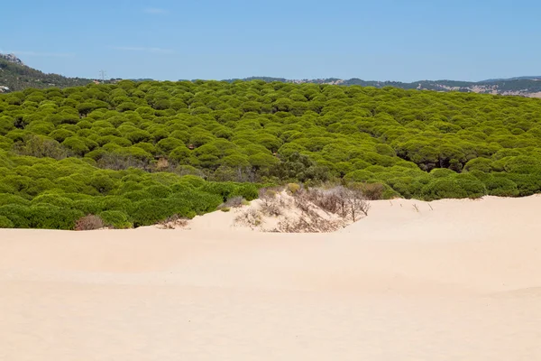 Sand Dune Bolonia Beach Province Cadiz Andalucia Spain — Stock Photo, Image
