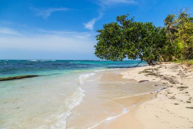 Panama, Atlantik tarafında ağaçları olan tropikal okyanus plajı.