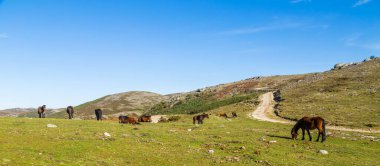 Portekiz 'in kuzeyindeki dağlarda vahşi atlar otluyor. Serra do Geres