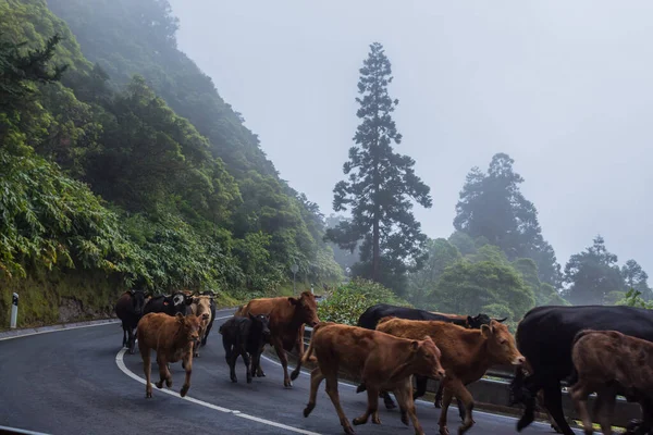 Vacas Estrada Ilha Das Flores Açores Portugal — Fotografia de Stock