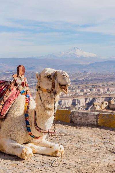 Camello Capadocia Paisajes Rocosos Anatolia Pavo — Foto de Stock