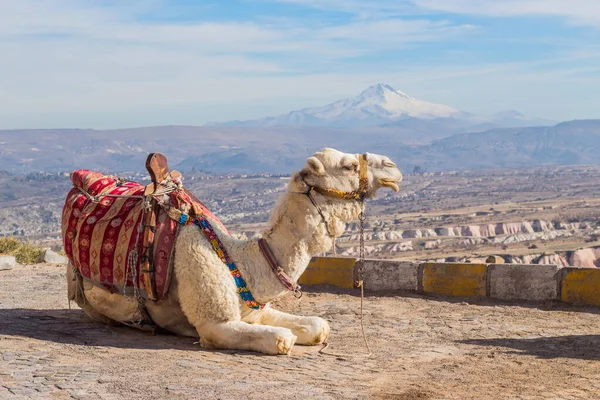 Camello Capadocia Paisajes Rocosos Anatolia Turquía — Foto de Stock