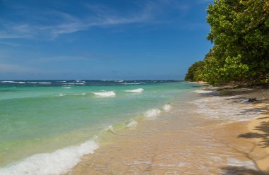 Panama 'da ağaçları olan tropik okyanus plajı