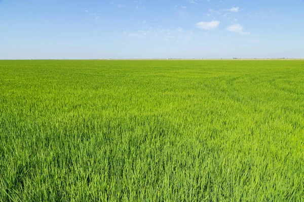 Зеленая Рисовая Плантация Юге Испании — стоковое фото