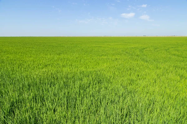 Plantation Riz Vert Dans Sud Espagne — Photo