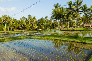 Cava, Endonezya ve Asya 'daki pirinç tarlalarının görüntüsü