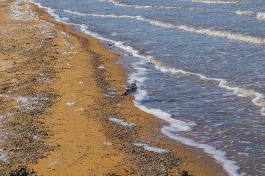 Aral Denizi 'ndeki Seagul. Karakalpakistan, Özbekistan 'da Aktumsuk pelerini