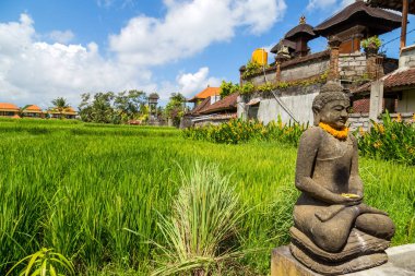 Bali, Endonezya ve Asya 'daki pirinç tarlalarının görüntüsü