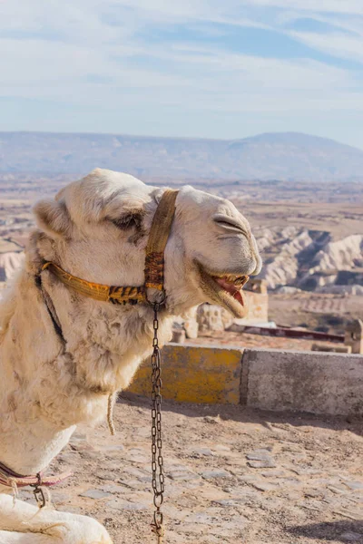 Camello Capadocia Paisajes Rocosos Anatolia Turquía — Foto de Stock
