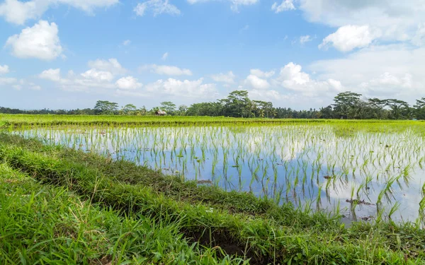 Utsikt Över Risfälten Detalj Bali Indonesien Asien — Stockfoto