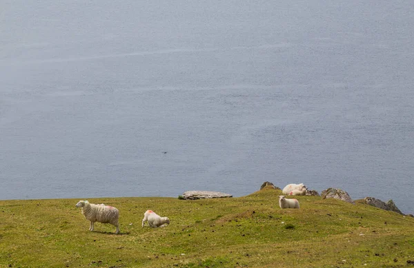 Пейзаж Овцами Полуострове Беара Округ Корк Ирландия — стоковое фото