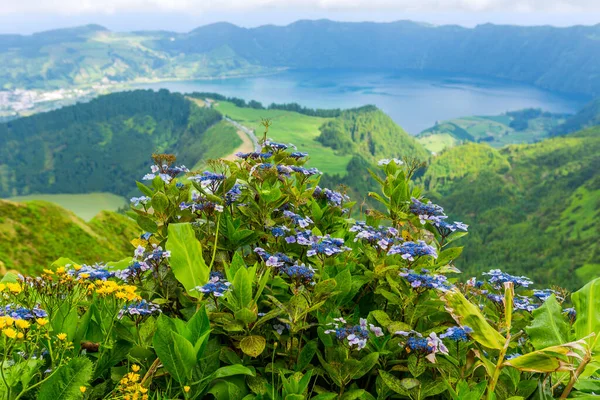 シダデス湖の山の中の野生の花 サンミゲル島 アゾレス諸島 ポルトガルの火山噴火口の湖 インフェルノからの眺め — ストック写真