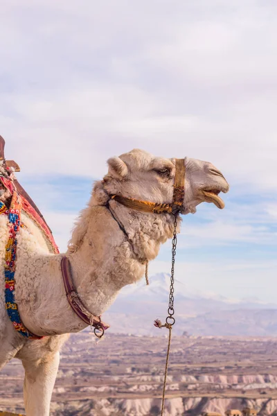 Camello Capadocia Paisajes Rocosos Anatolia Turquía — Foto de Stock