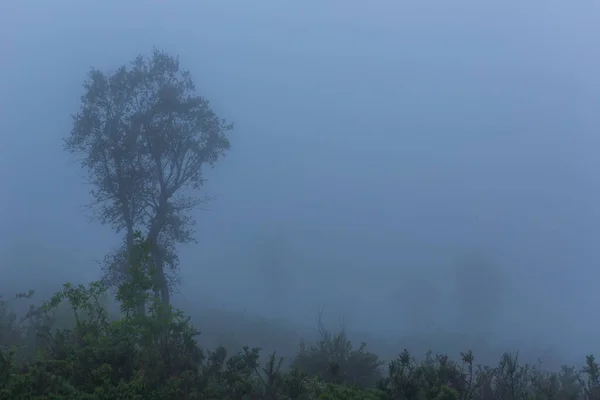 Niebla Bosque Parque Nacional Portugués Geres Portugal — Foto de Stock