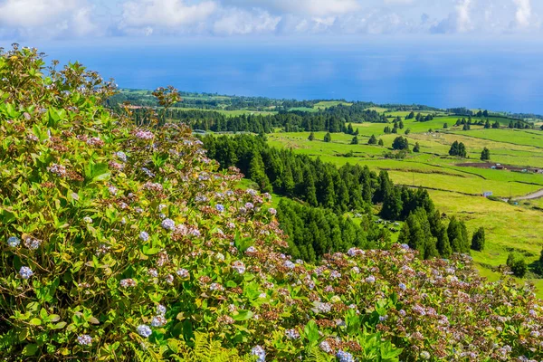 Piękne Krajobrazy Azorach Portugalia Tropikalna Przyroda Wyspie Sao Miguel Azory — Zdjęcie stockowe