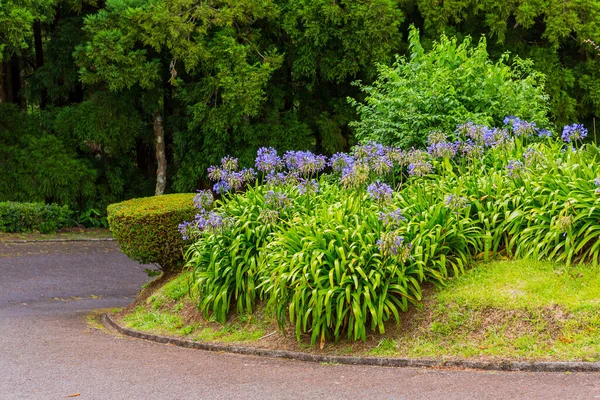 Camino Bosque Azores Con Flores Hortensias Azules Rica Vegetación Selva —  Fotos de Stock