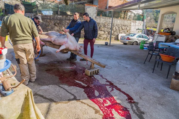 Paredes Coura Portugal Carnicero Mató Cerdo Por Una Ceremonia Tradicional — Foto de Stock