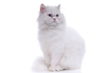 Beyaz arka planda izole beyaz kedi