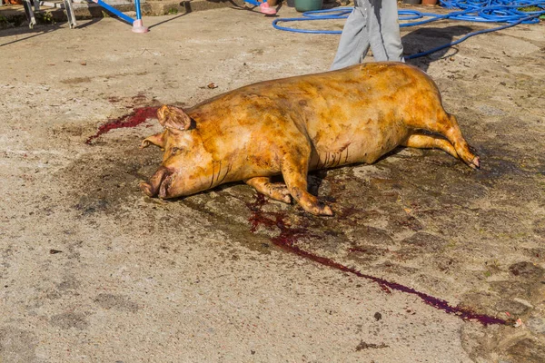 Paredes Coura Portugal Schlachter Schlachtete Schwein Für Alte Traditionelle Zeremonie — Stockfoto