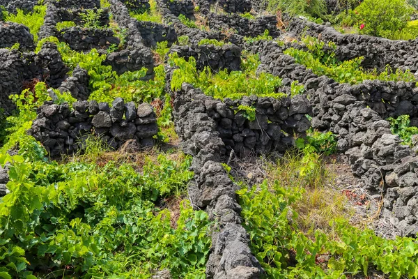 Vineyards Island Pico Azores Portugal — стоковое фото