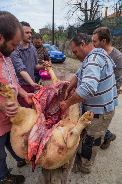 PAREDES DE COURA, PORTUGAL: kasap Portekiz 'in kuzeyindeki geleneksel tören için domuz öldürdü